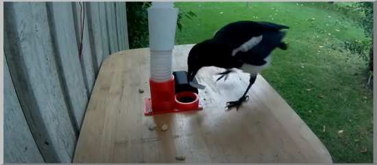 Kupakokkal fizetnek a szarkák az ételautómatánál