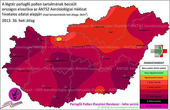 Parlagfű koncentráció a 36. héten