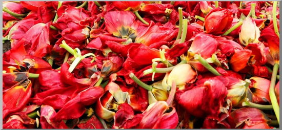 Tulipánból festék