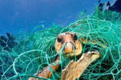animales_atrapados
