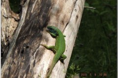 dscf2829