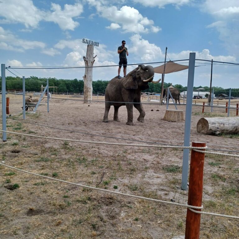 Safari Park Nagykőrös, Möggy fesztivál