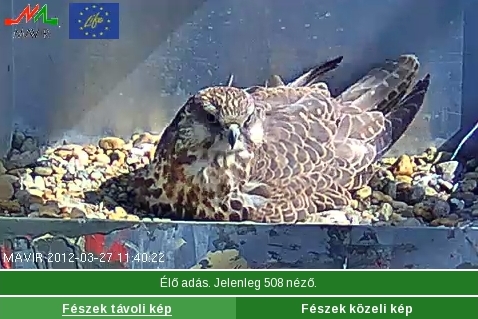 Kerecsensólyom titkok élőben