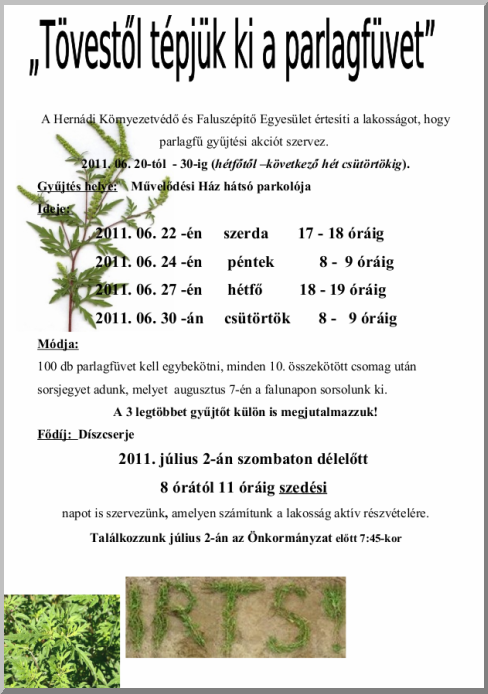 Tövestől tépjük ki a parlagfüvet